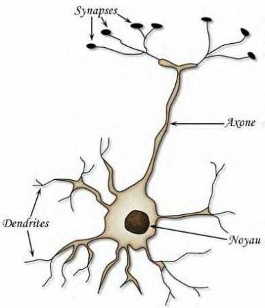 Schéma d'un neurone avec ses différentes parties