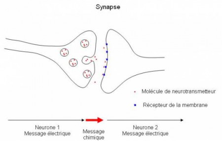 Schéma d'une synapse avec les neurotransmetteurs